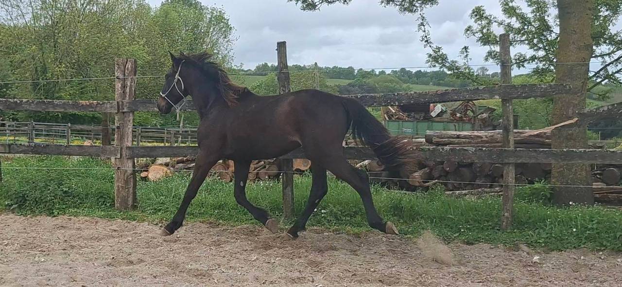 Caballo castrado Silla Franc&eacute;s En venta 2024 Bayo moreno por HERACLES D ELLE