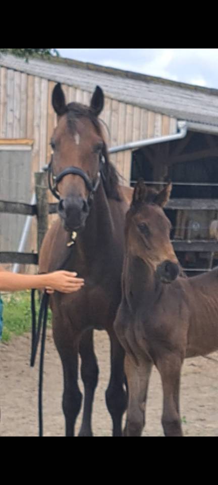 Caballo castrado Silla Franc&eacute;s En venta 2024 Bayo moreno por HERACLES D ELLE