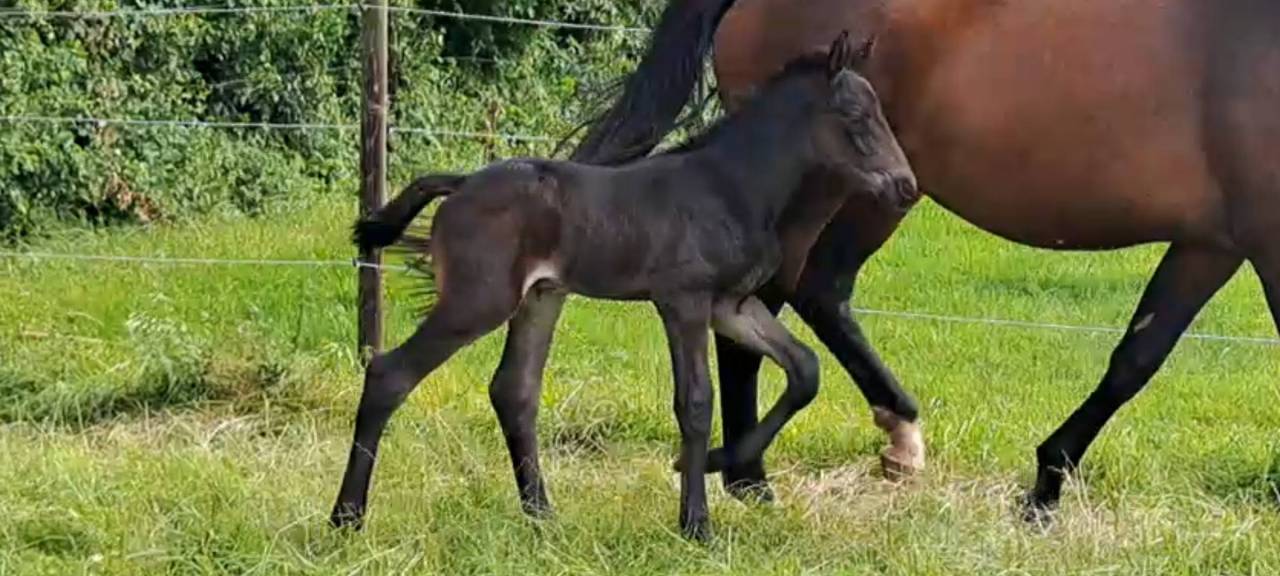 Caballo castrado Silla Franc&eacute;s En venta 2024 Bayo moreno por HERACLES D ELLE