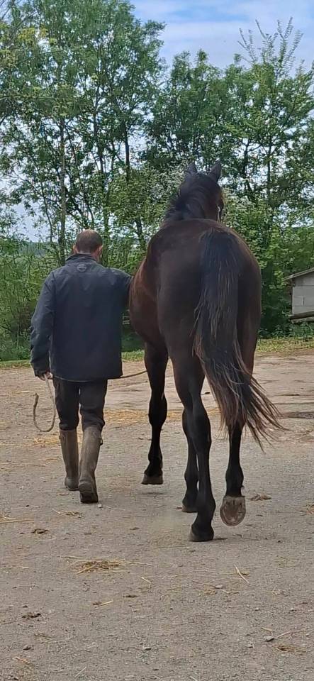 Caballo castrado Silla Franc&eacute;s En venta 2024 Bayo moreno por HERACLES D ELLE