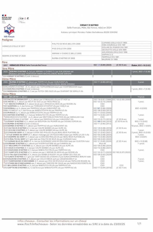 Caballo castrado Silla Franc&eacute;s En venta 2024 Bayo moreno por HERACLES D ELLE