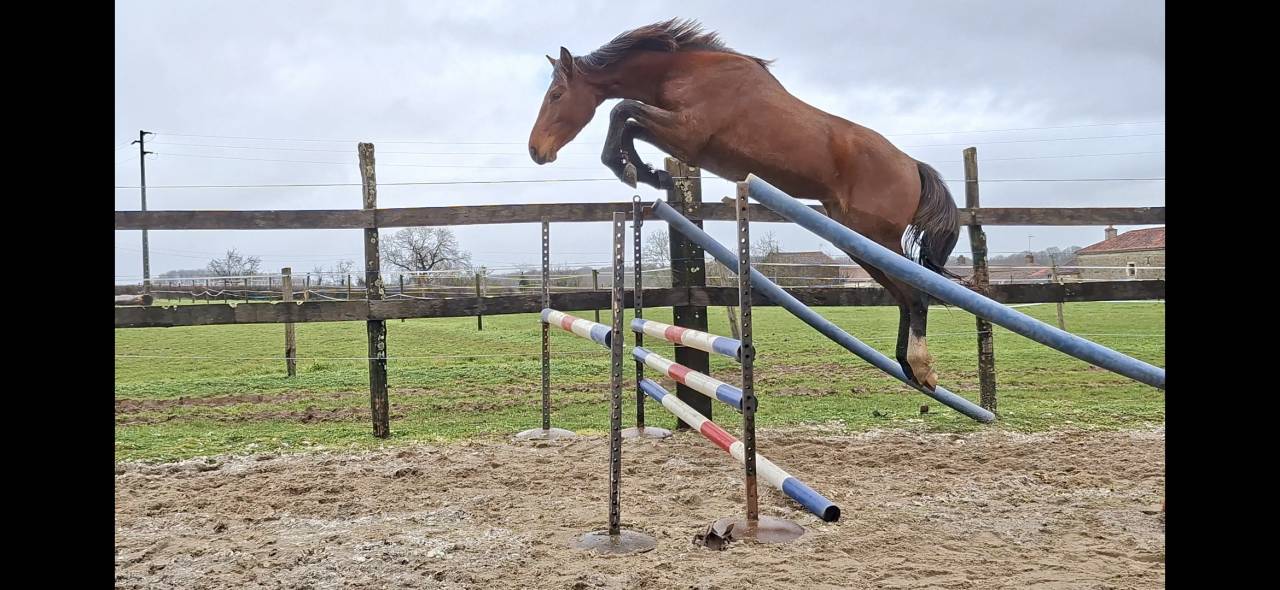 Caballo castrado Silla Franc&eacute;s En venta 2023 Bayo por Atome des Etisses