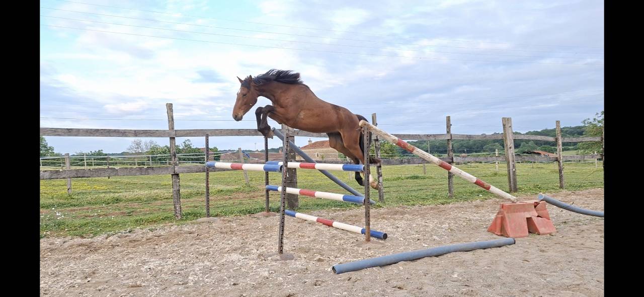 Caballo castrado Silla Franc&eacute;s En venta 2023 Bayo por Atome des Etisses