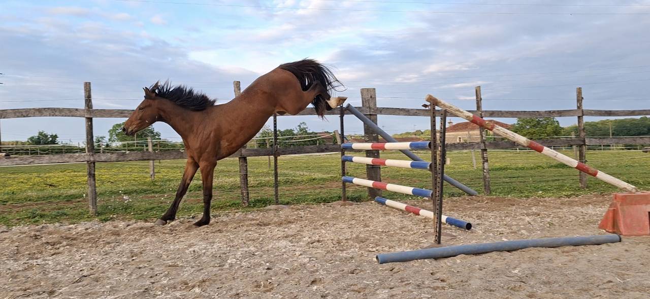 Caballo castrado Silla Franc&eacute;s En venta 2023 Bayo por Atome des Etisses
