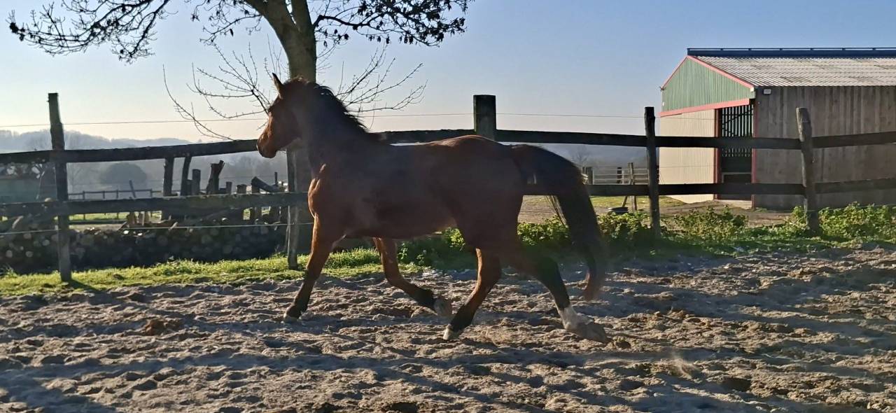 Caballo castrado Silla Franc&eacute;s En venta 2023 Bayo por Atome des Etisses