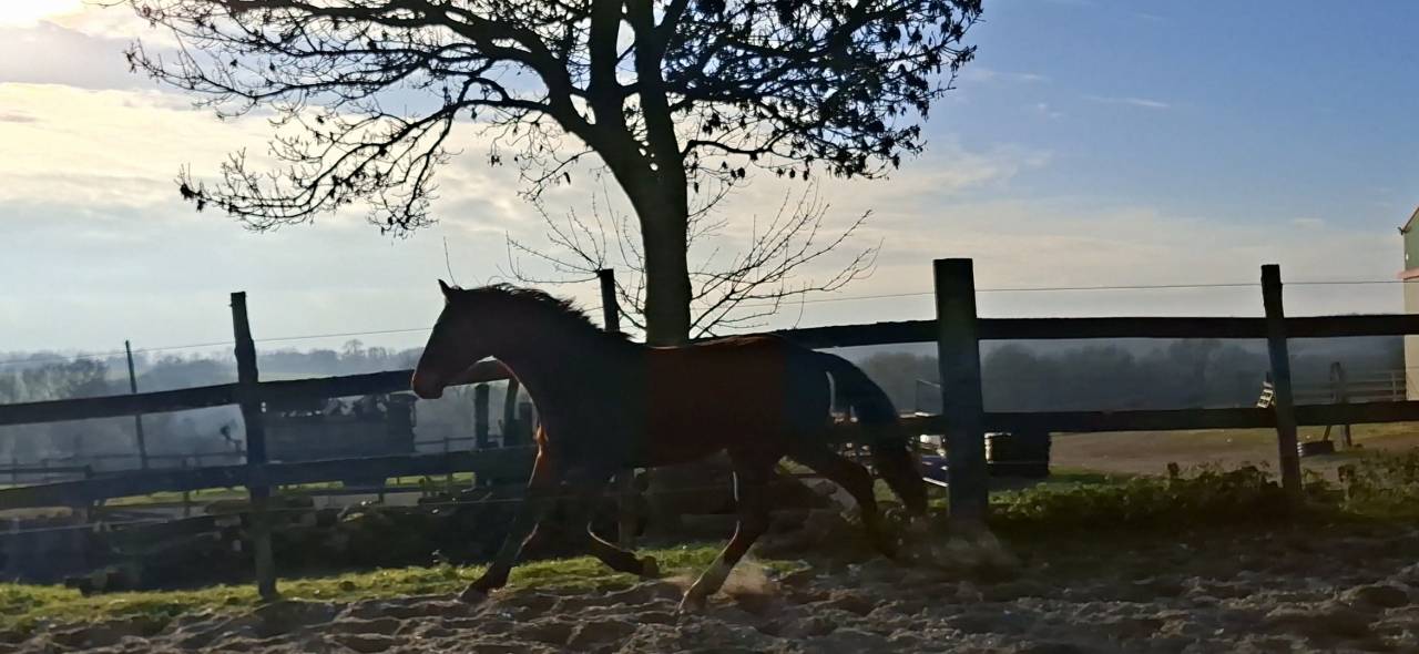 Caballo castrado Silla Franc&eacute;s En venta 2023 Bayo por Atome des Etisses