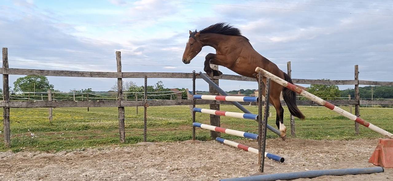Caballo castrado Silla Franc&eacute;s En venta 2023 Bayo por Atome des Etisses