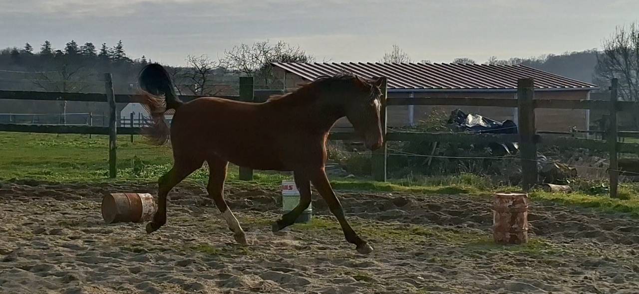 Caballo castrado Silla Franc&eacute;s En venta 2023 Bayo por Atome des Etisses