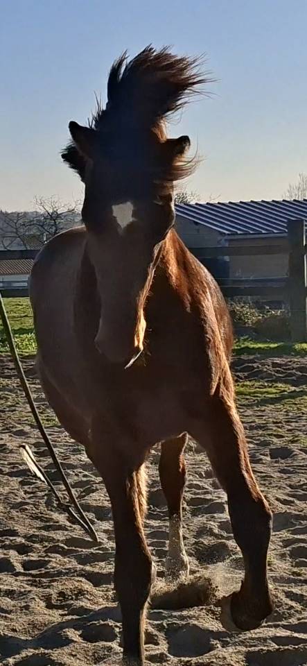 Caballo castrado Silla Franc&eacute;s En venta 2023 Bayo por Atome des Etisses