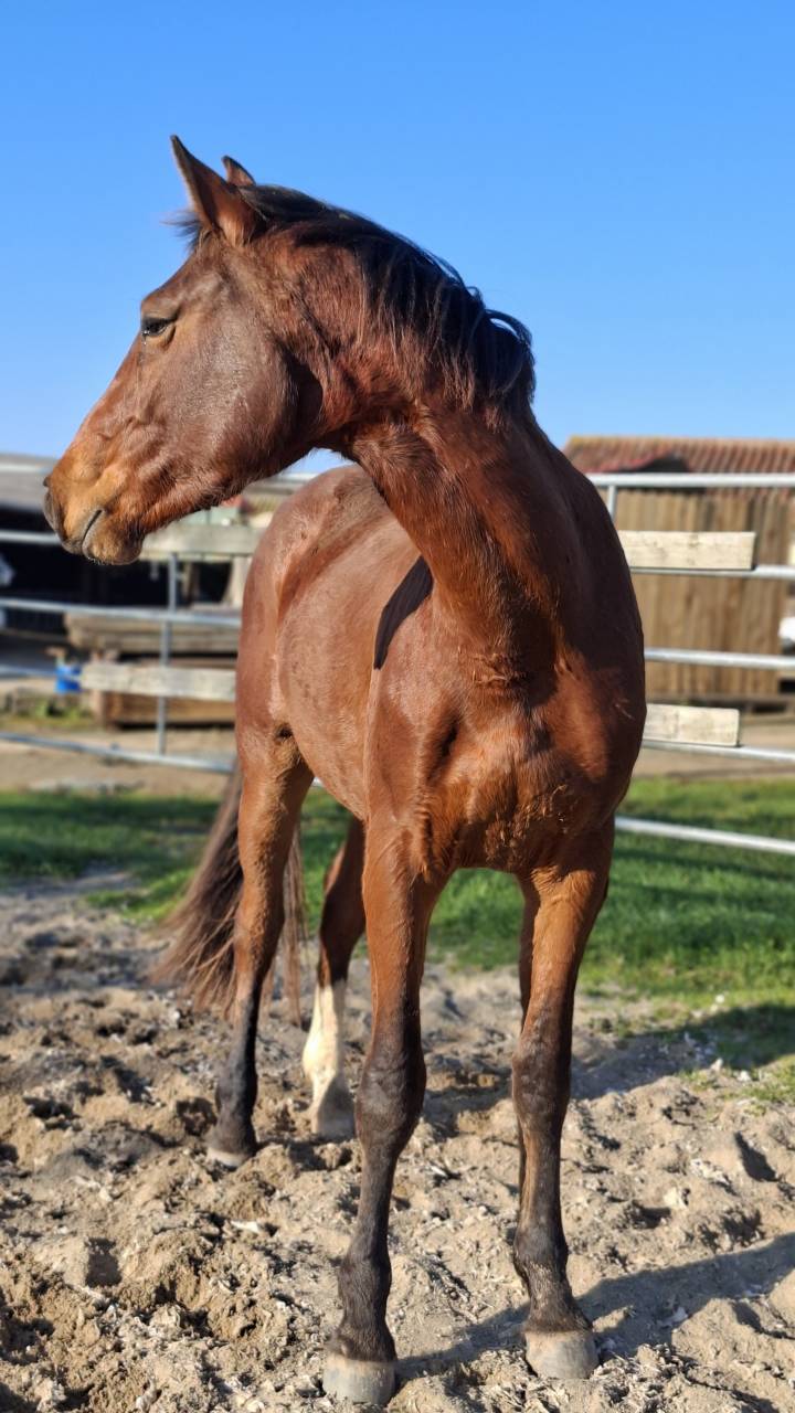 Caballo castrado Silla Franc&eacute;s En venta 2023 Bayo por Atome des Etisses