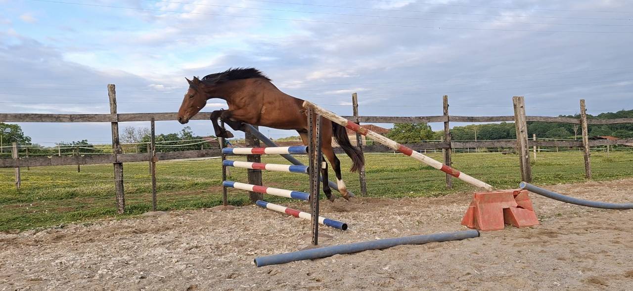 Caballo castrado Silla Franc&eacute;s En venta 2023 Bayo por Atome des Etisses