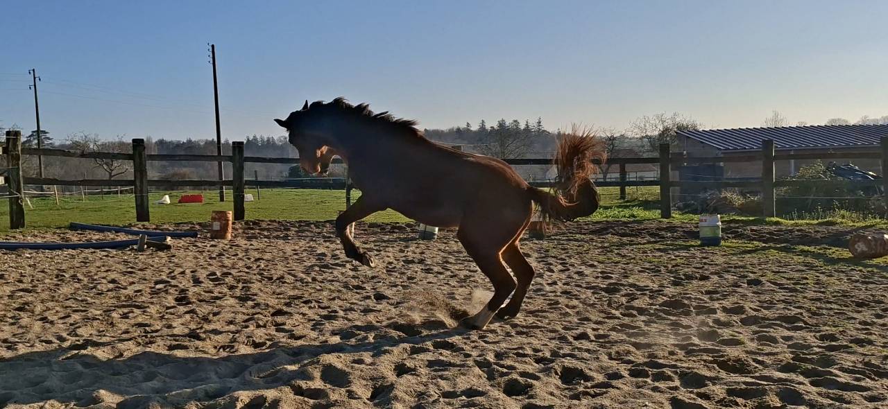 Caballo castrado Silla Franc&eacute;s En venta 2023 Bayo por Atome des Etisses
