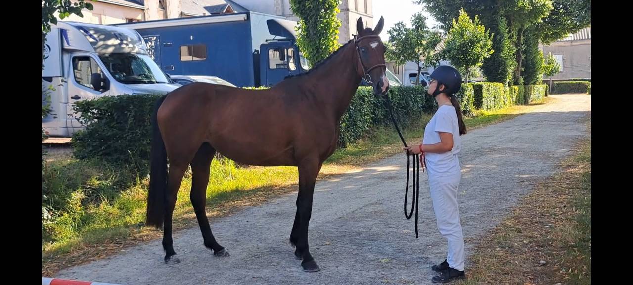 Yegua Silla Franc&eacute;s En venta 2022 Bayo por Colore