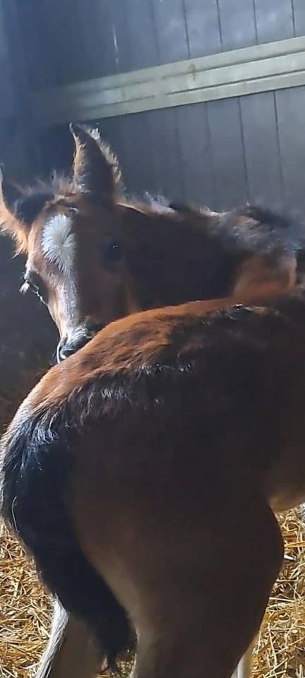 Caballo castrado PFS Poni Fran&ccedil;&eacute;s de Silla En venta 2025 Bayo por Pidji du tilia