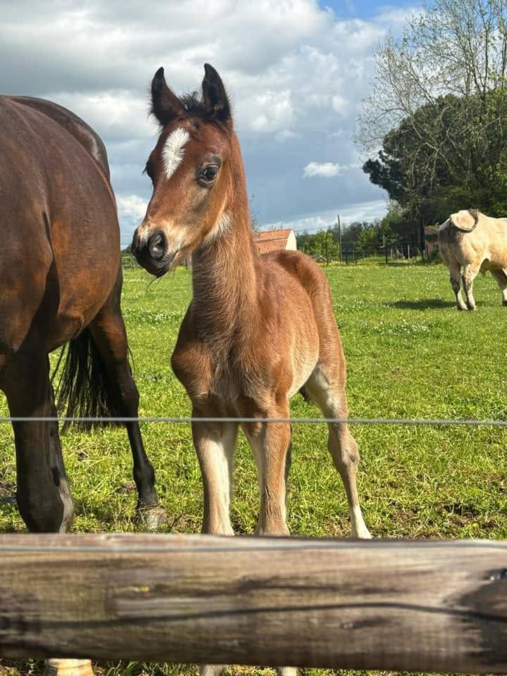 Caballo castrado PFS Poni Fran&ccedil;&eacute;s de Silla En venta 2025 Bayo por Pidji du tilia