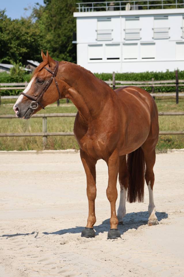 Caballo entero Silla Franc&eacute;s En venta 2017 Alaz&aacute;n por Intouchable 27
