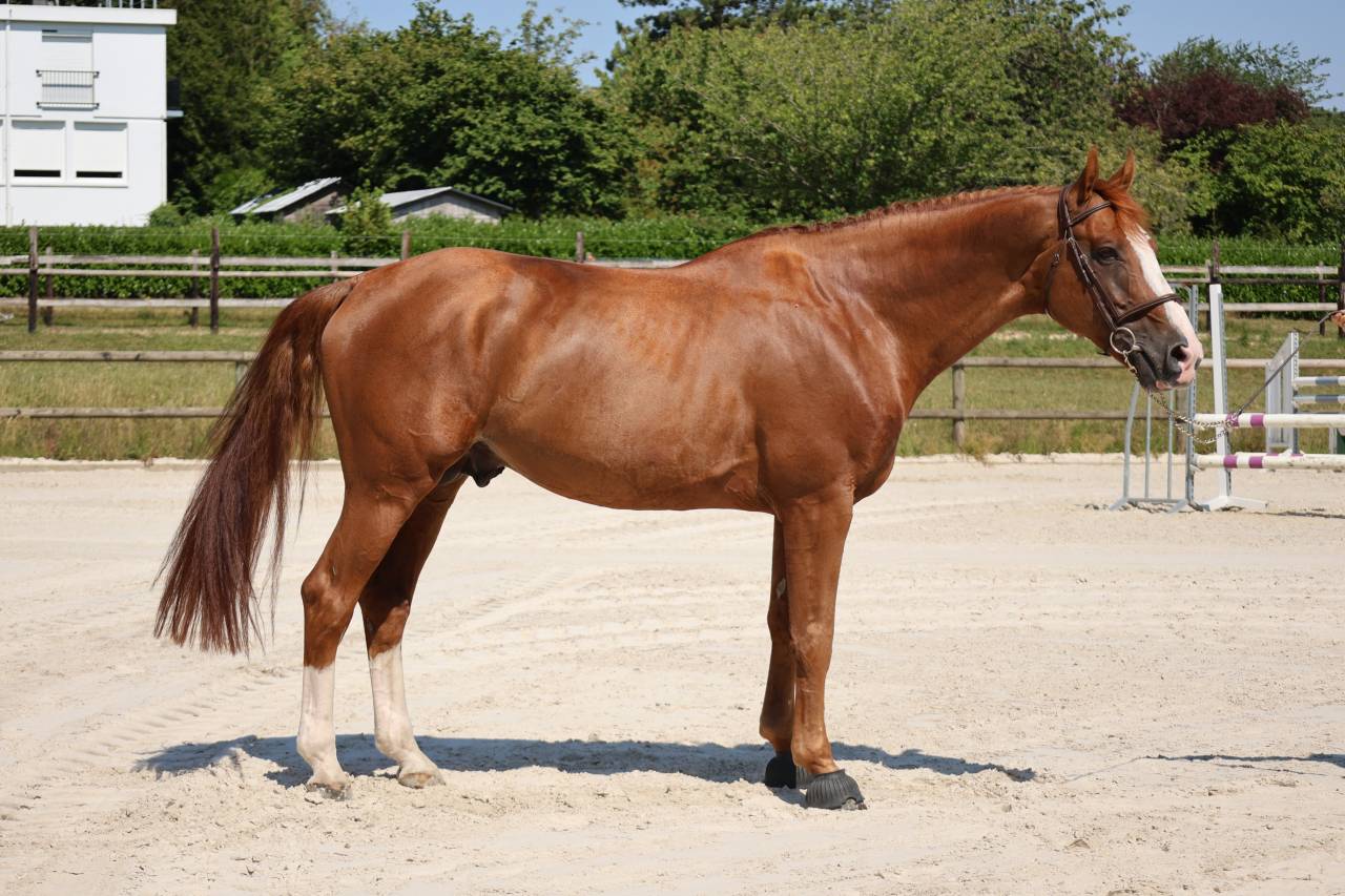 Caballo entero Silla Franc&eacute;s En venta 2017 Alaz&aacute;n por Intouchable 27
