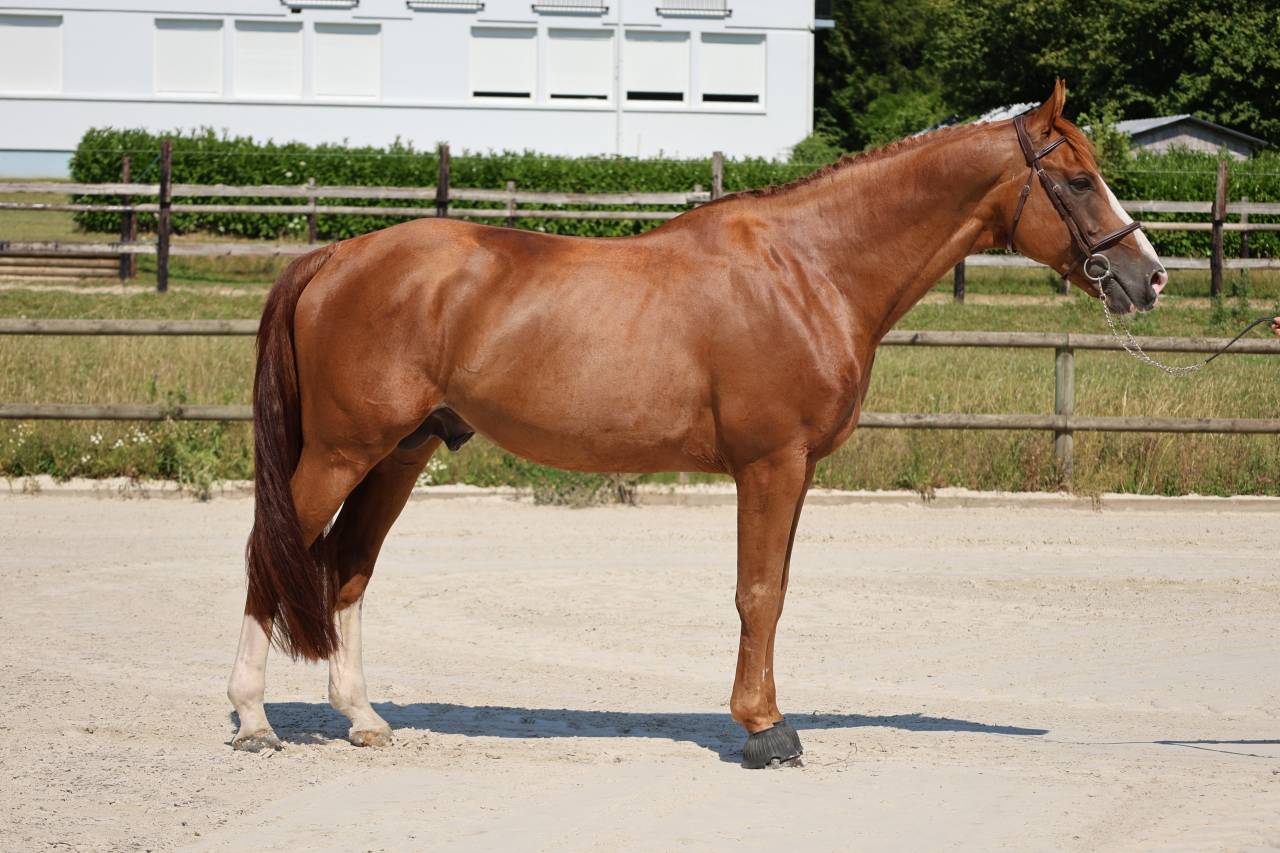 Caballo entero Silla Franc&eacute;s En venta 2017 Alaz&aacute;n por Intouchable 27
