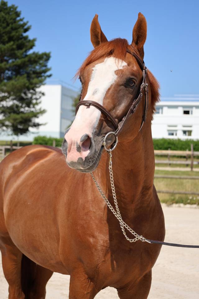 Caballo entero Silla Franc&eacute;s En venta 2017 Alaz&aacute;n por Intouchable 27