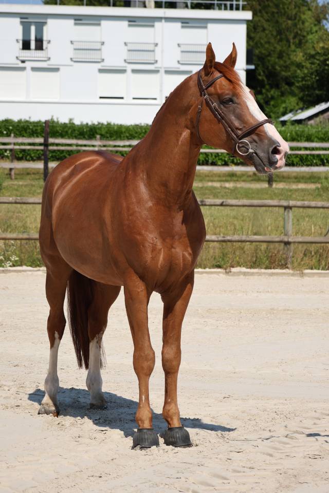 Caballo entero Silla Franc&eacute;s En venta 2017 Alaz&aacute;n por Intouchable 27