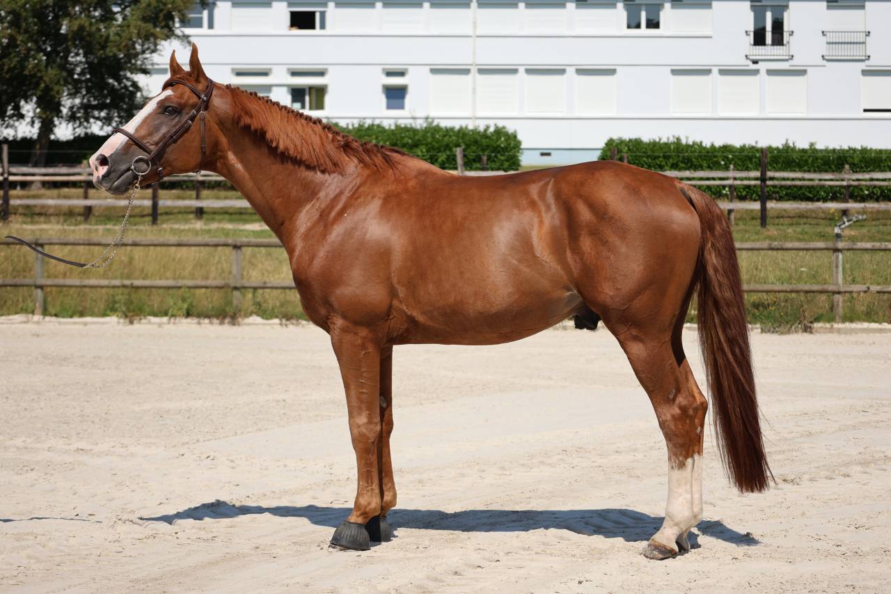 Caballo entero Silla Franc&eacute;s En venta 2017 Alaz&aacute;n por Intouchable 27