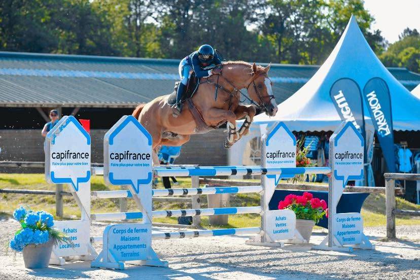 Caballo entero Silla Franc&eacute;s En venta 2017 Alaz&aacute;n por Intouchable 27