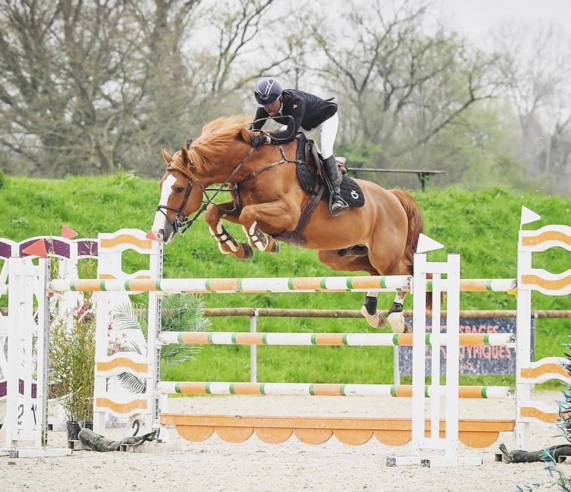 Caballo entero Silla Franc&eacute;s En venta 2017 Alaz&aacute;n por Intouchable 27