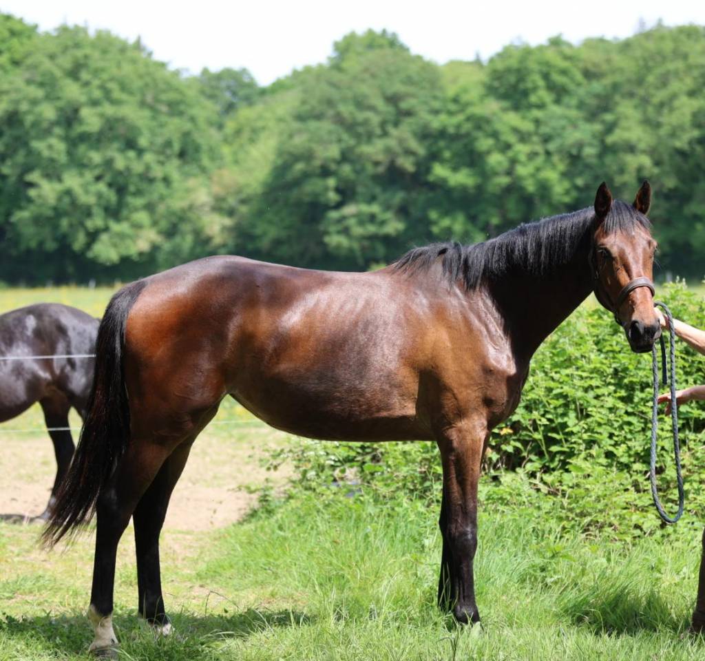 Potranca Silla Franc&eacute;s En venta 2023 Bayo por Casallo z