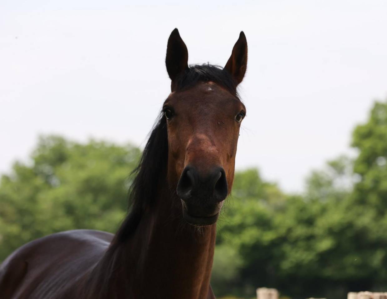 Potranca Silla Franc&eacute;s En venta 2023 Bayo por Casallo z