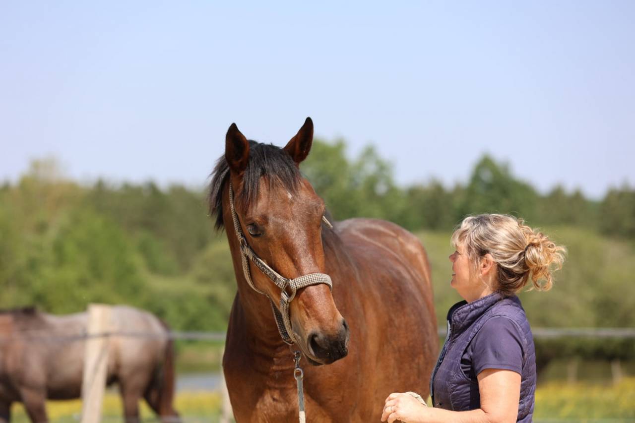 Potranca Silla Franc&eacute;s En venta 2023 Bayo por Casallo z