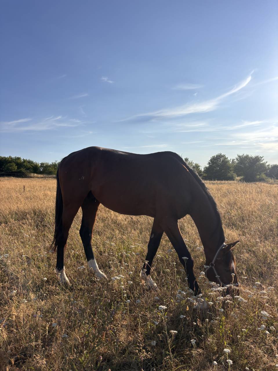Caballo entero Silla Franc&eacute;s En venta 2023 Bayo moreno por QLASSIC BOIS MARGOT