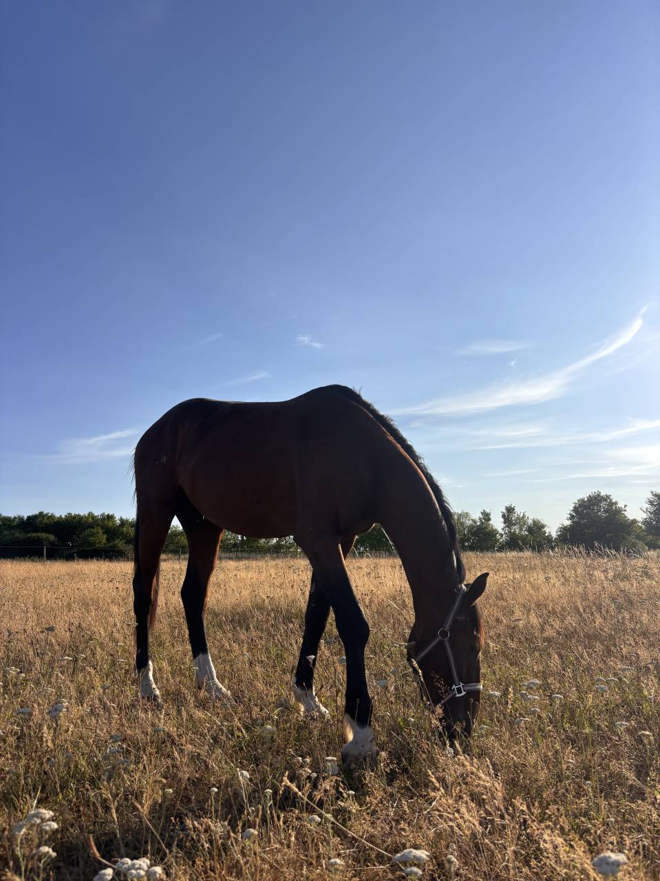 Caballo entero Silla Franc&eacute;s En venta 2023 Bayo moreno por QLASSIC BOIS MARGOT