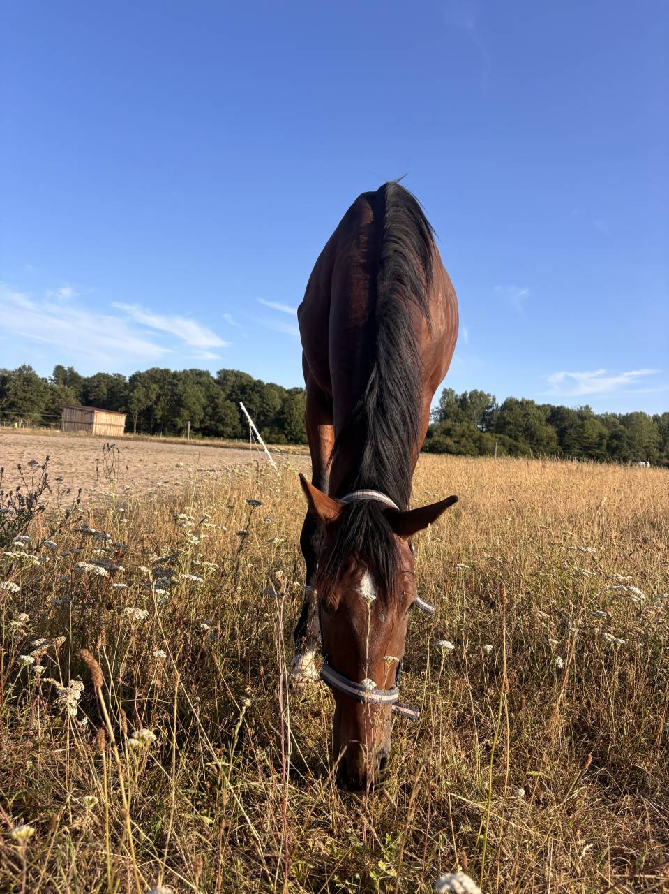 Caballo entero Silla Franc&eacute;s En venta 2023 Bayo moreno por QLASSIC BOIS MARGOT