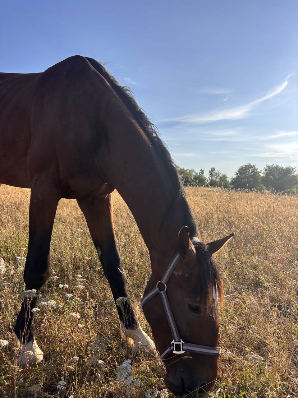 Caballo entero Silla Franc&eacute;s En venta 2023 Bayo moreno por QLASSIC BOIS MARGOT