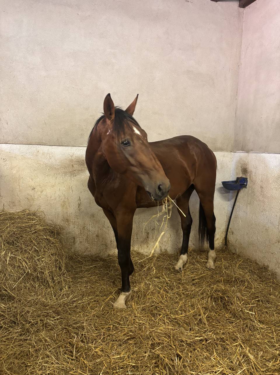Caballo entero Silla Franc&eacute;s En venta 2023 Bayo moreno por QLASSIC BOIS MARGOT