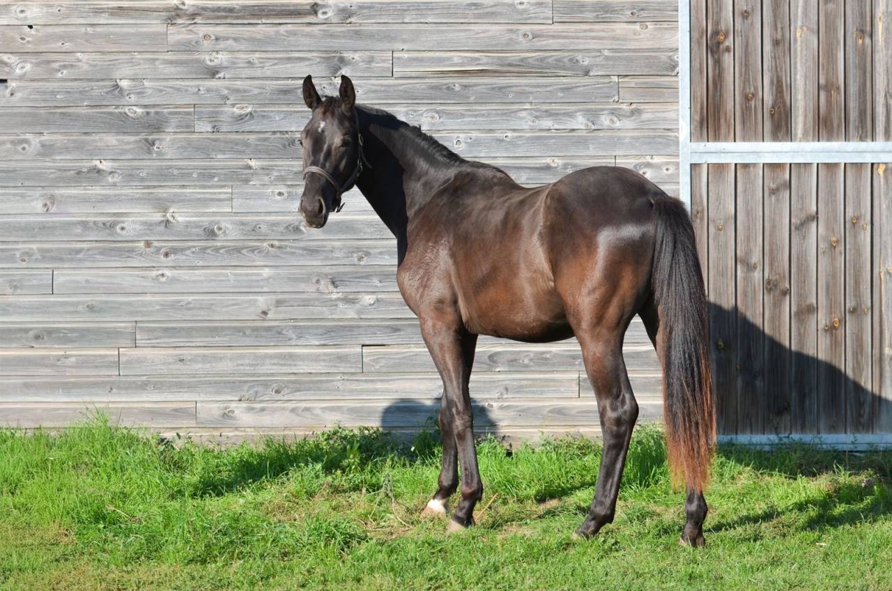 Caballo castrado AES Anglo European Studbook En venta 2023 Negro