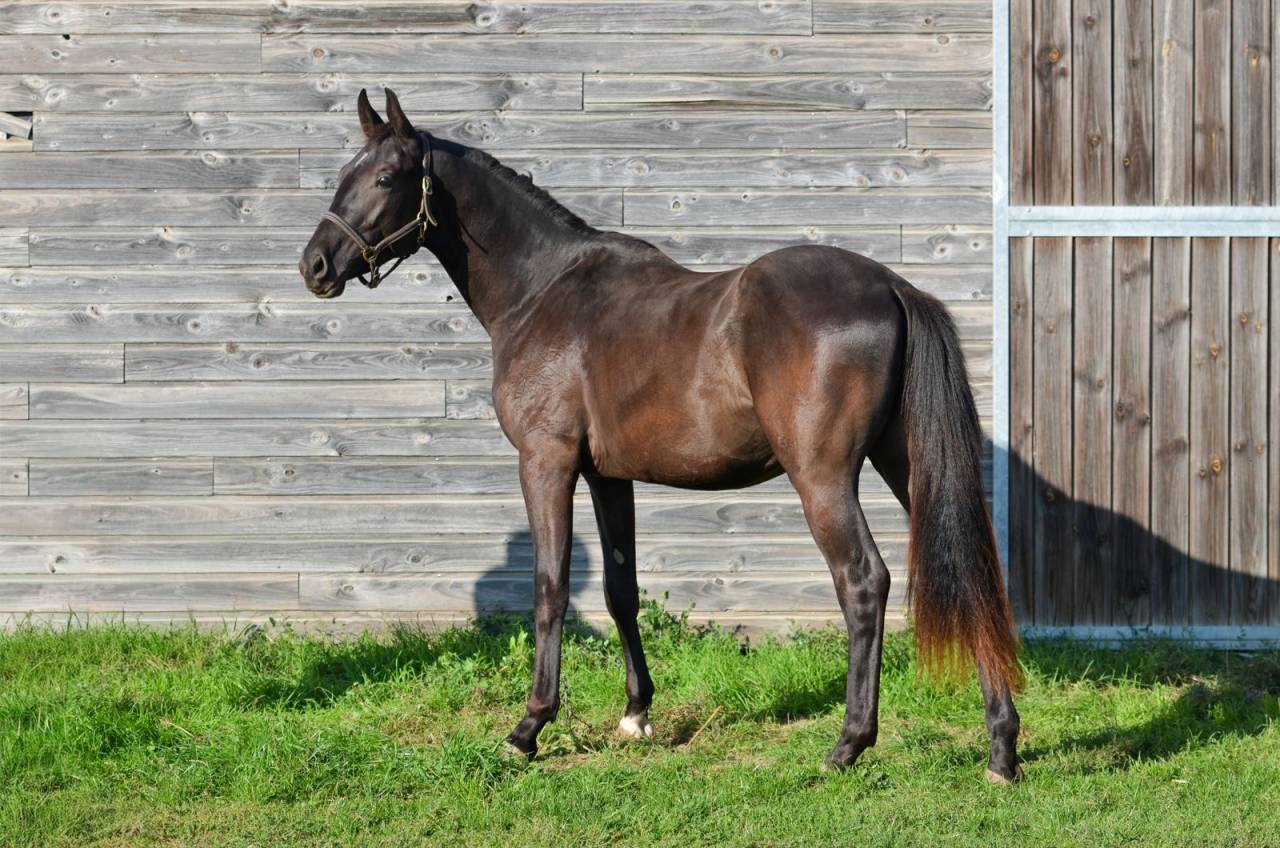 Caballo castrado AES Anglo European Studbook En venta 2023 Negro