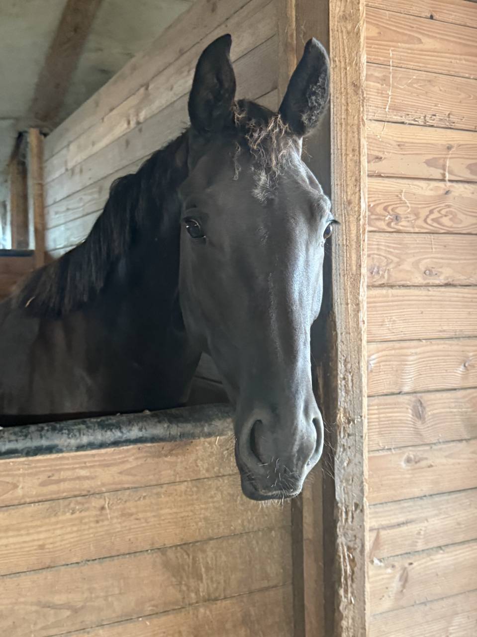 Caballo castrado AES Anglo European Studbook En venta 2023 Negro