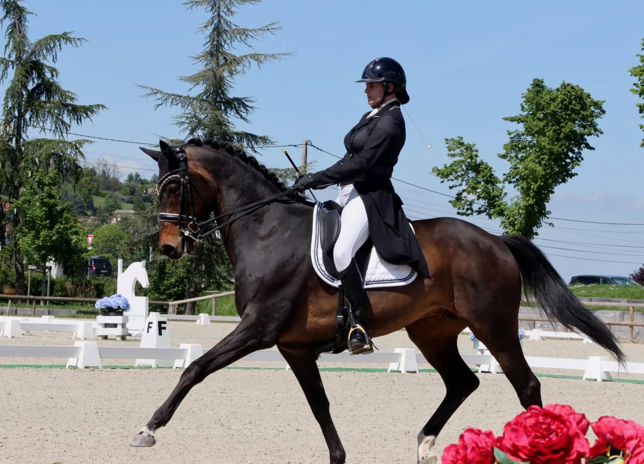 Caballo castrado KWPN Caballo de Deporte Neerland&eacute;s En venta 2012 Bayo moreno
