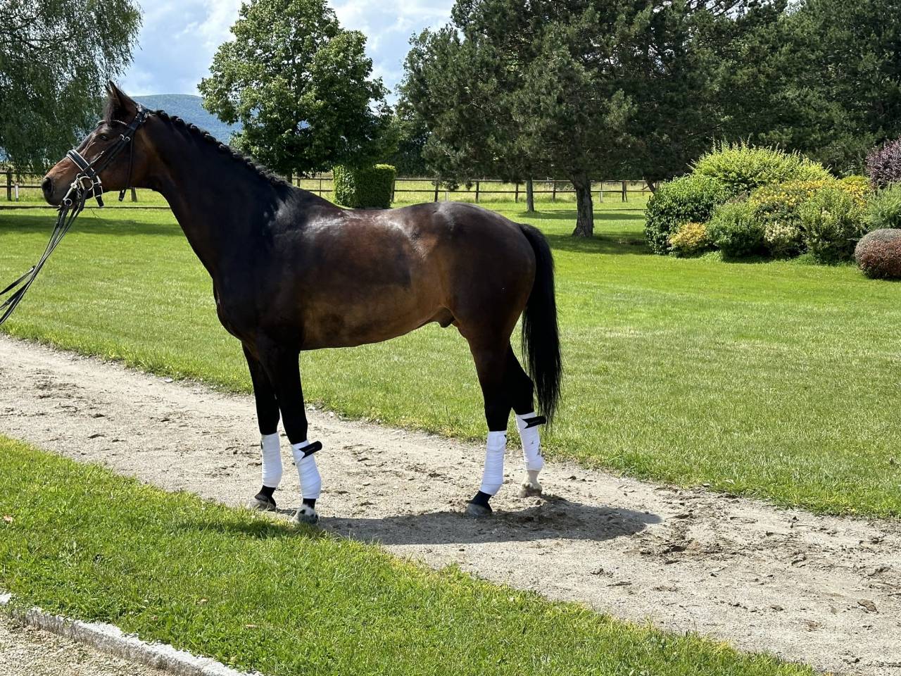 Caballo castrado KWPN Caballo de Deporte Neerland&eacute;s En venta 2012 Bayo moreno
