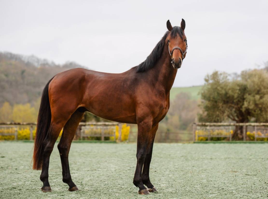 Yegua Caballo de Silla En venta 2020 Tordo por D&rsquo;imbroglio cvf