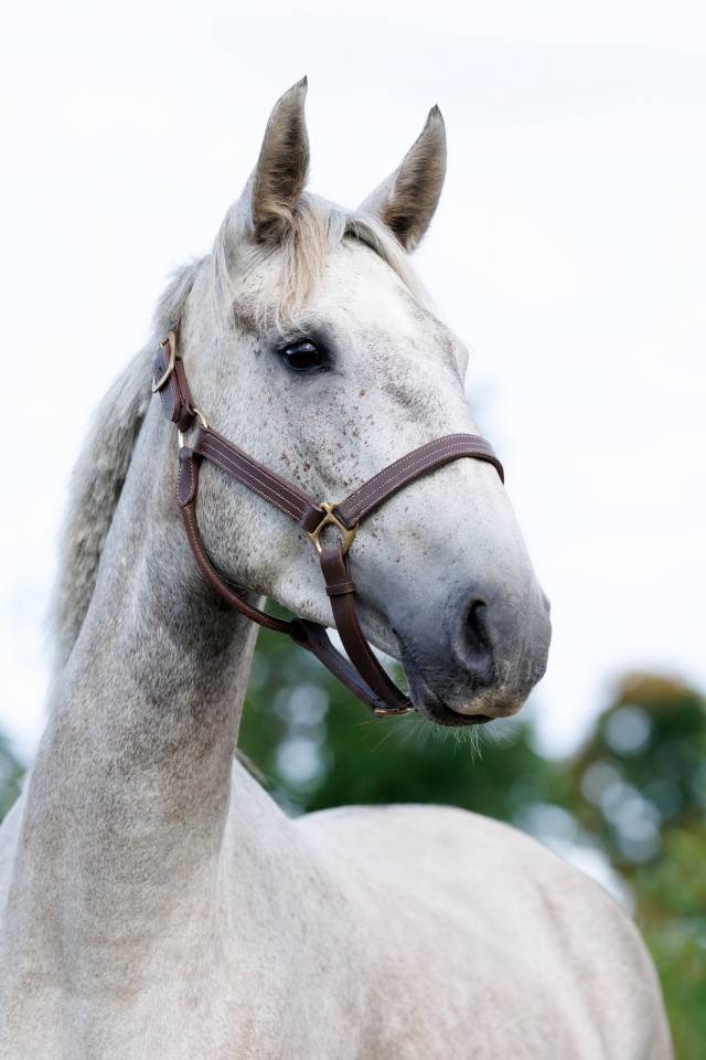 Yegua Caballo de Silla En venta 2020 Tordo por D&rsquo;imbroglio cvf