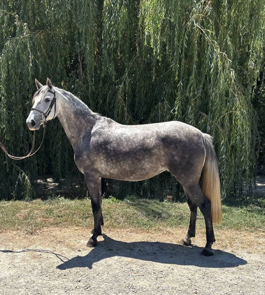 Yegua Caballo de Silla En venta 2020 Tordo por D&rsquo;imbroglio cvf