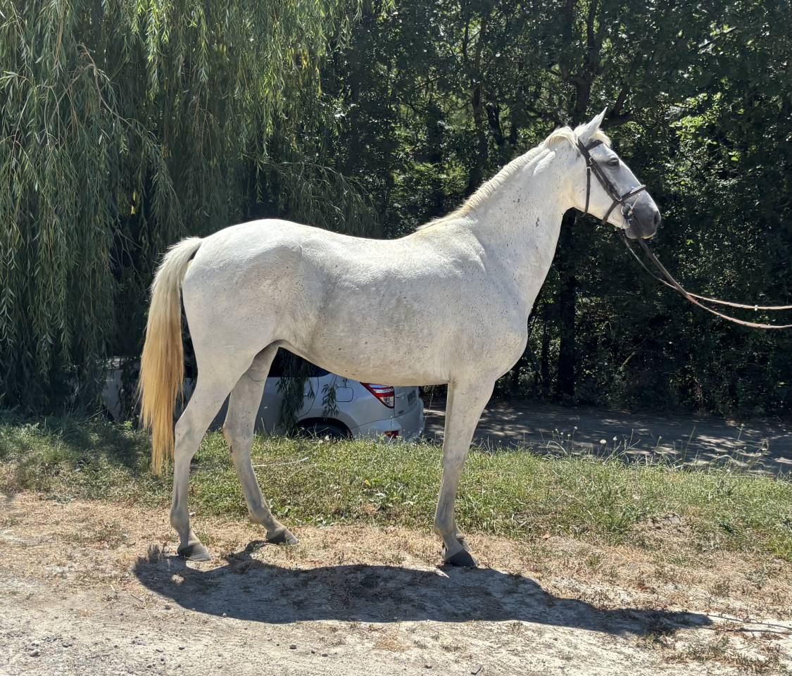Yegua Caballo de Silla En venta 2020 Tordo por D&rsquo;imbroglio cvf