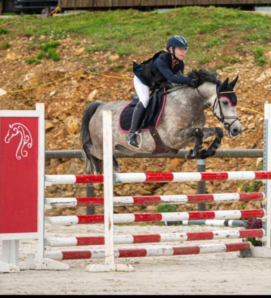 Yegua PFS Poni Fran&ccedil;&eacute;s de Silla En venta 2019 Bayo por Carlson