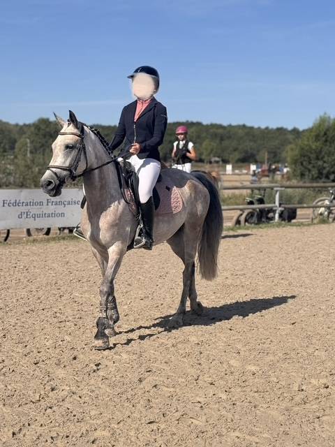 Yegua PFS Poni Fran&ccedil;&eacute;s de Silla En venta 2019 Bayo por Carlson