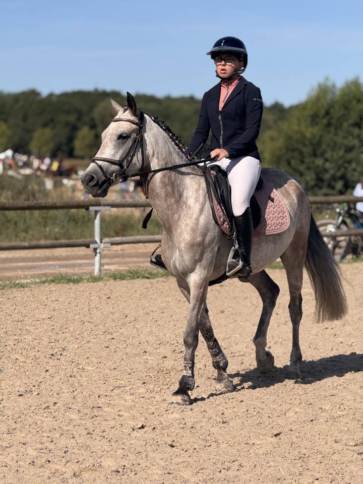 Yegua PFS Poni Fran&ccedil;&eacute;s de Silla En venta 2019 Bayo por Carlson