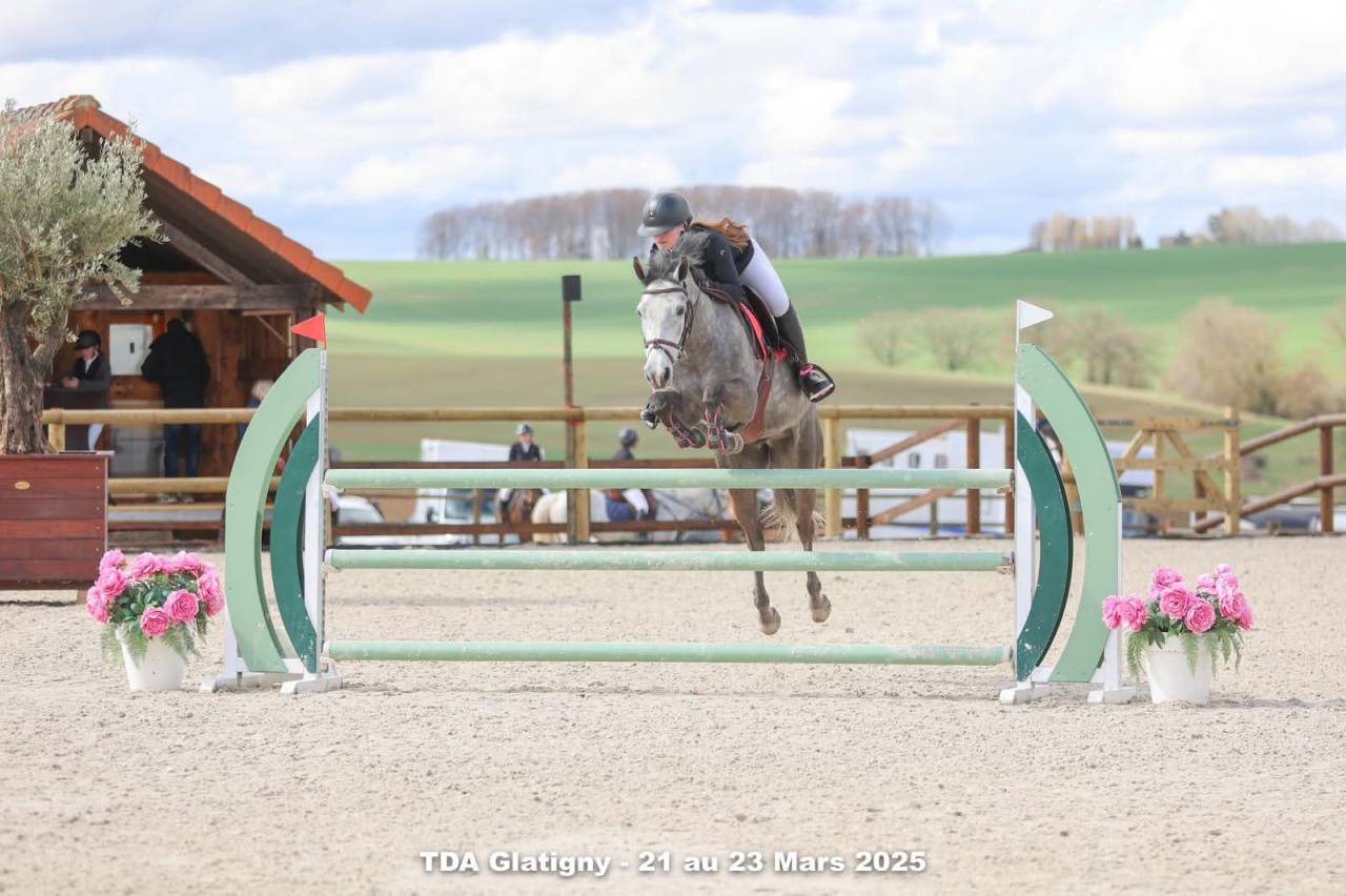 Caballo castrado Connemara En venta 2019 Tordo por Arda's Murphy