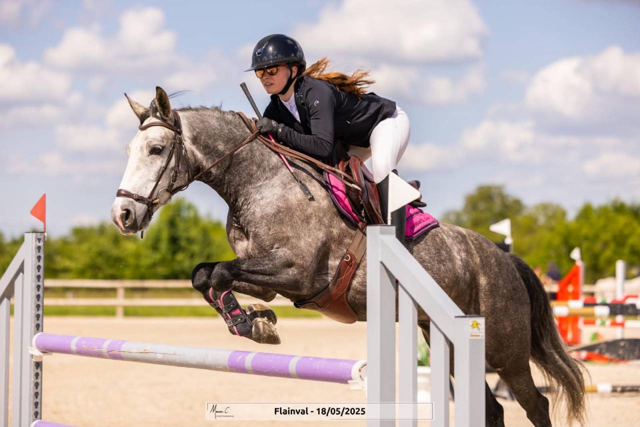 Caballo castrado Connemara En venta 2019 Tordo por Arda's Murphy