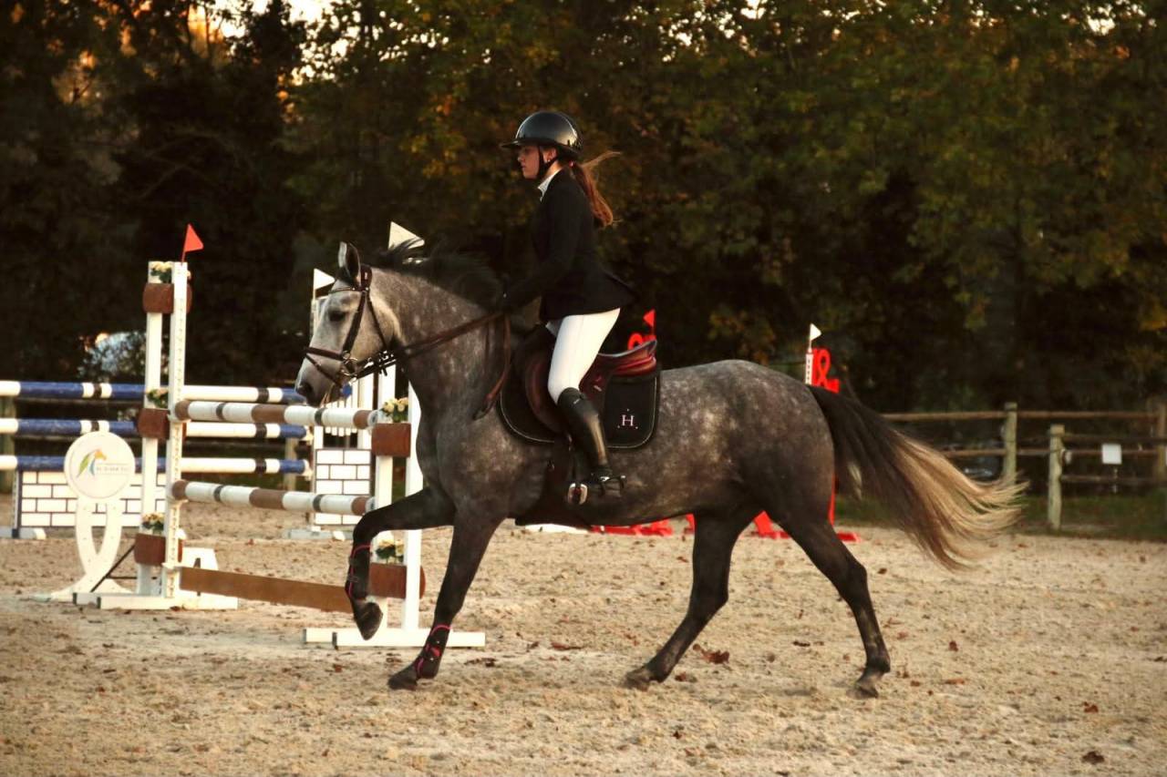 Caballo castrado Connemara En venta 2019 Tordo por Arda's Murphy